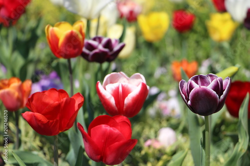 Fototapeta Naklejka Na Ścianę i Meble -  Bunte Tulpen