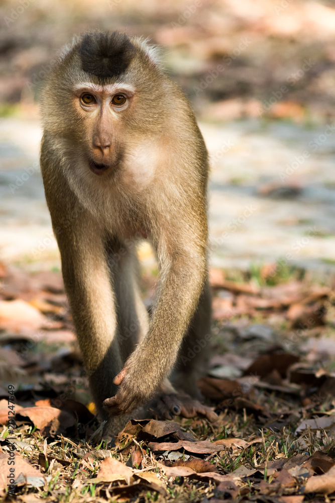 Obraz premium The monkey