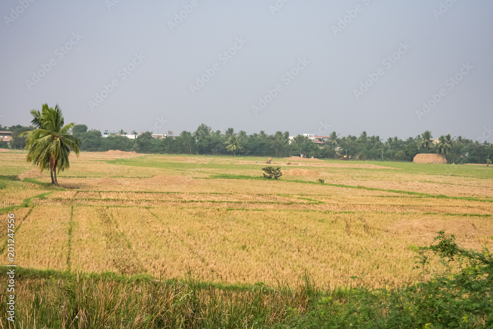 A paddy farm with paddy straw after cutting rice.