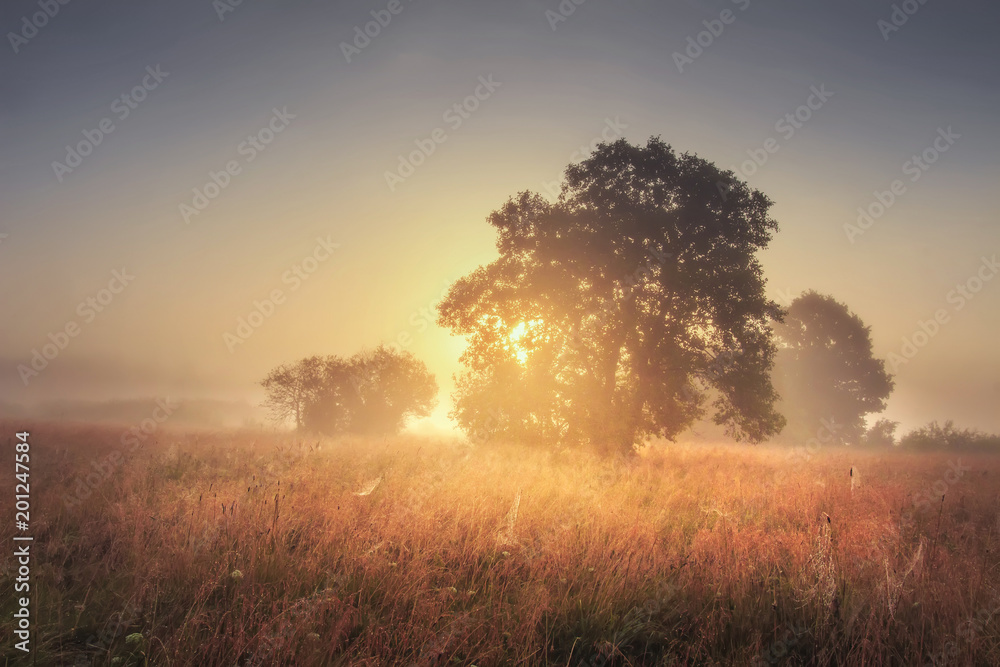 Autumn landscape of large tree on gold meadow in the evening. Sunrise through branches of trees. Scenery nature