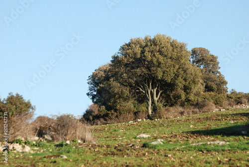 Panorami