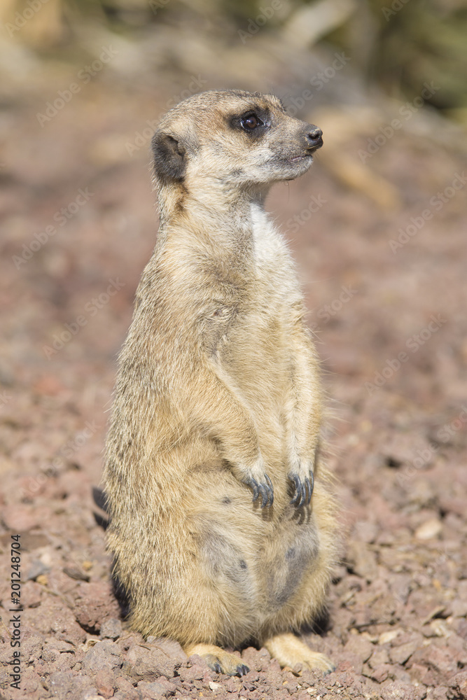 Fototapeta premium Suricata vigilando su zona