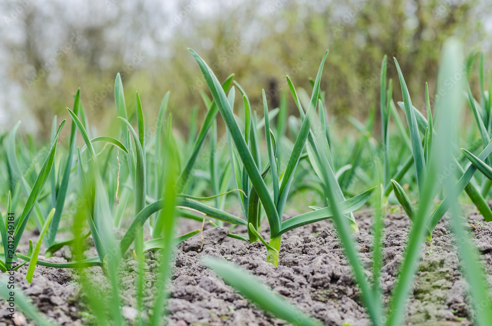 Fototapeta premium young green garlic sprouts in nature spring from the ground in the garden, tasty healthy and vegetarian food
