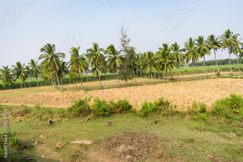 Coconut tree plantation nearer to paddy field looking awesome at sunny day.