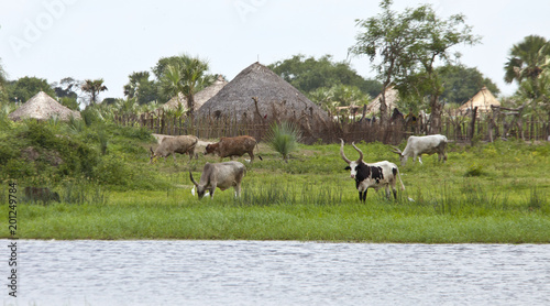 Cattle graze at a village along the Nile River in South Sudan. photo