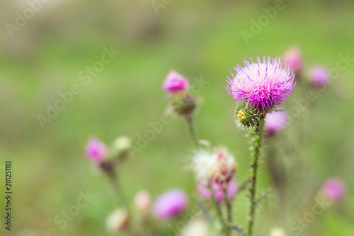 Prickly weed is a burdock. Natural background with a forest flower and a blurry backdrop.