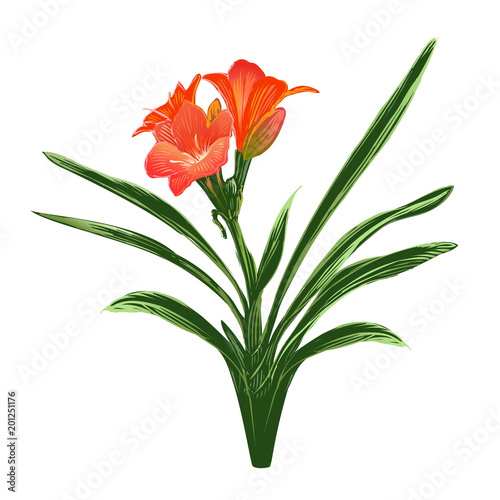 фотографія Daylily Blossom