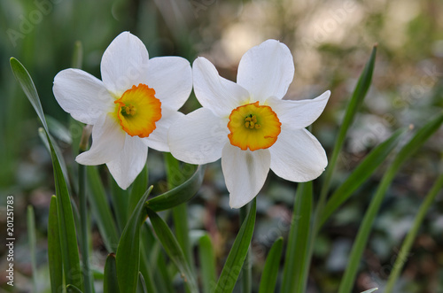 Weiße Narzisse photo