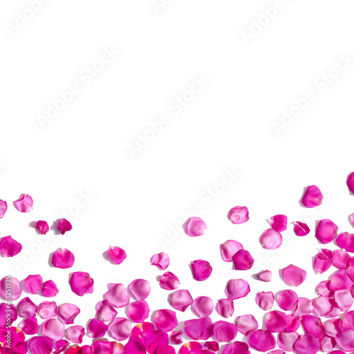 White background with pink rose petals