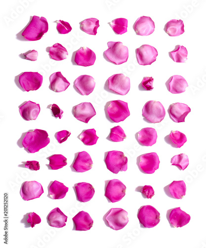 Set of pink rose petals on white background