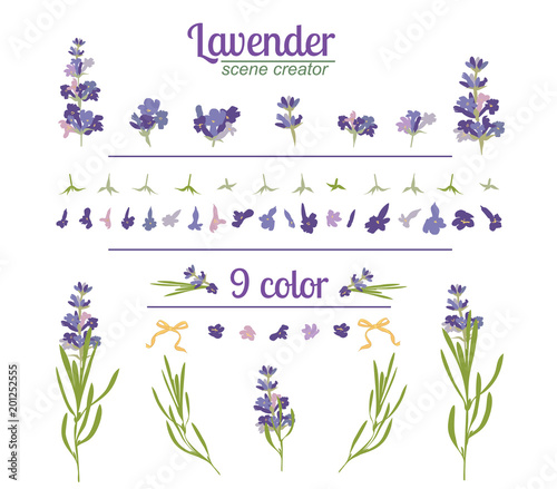 Fototapeta Naklejka Na Ścianę i Meble -  Lavender flower on white background. Colorful vintage vector illustration