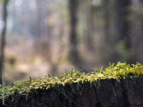 Forest moss close up