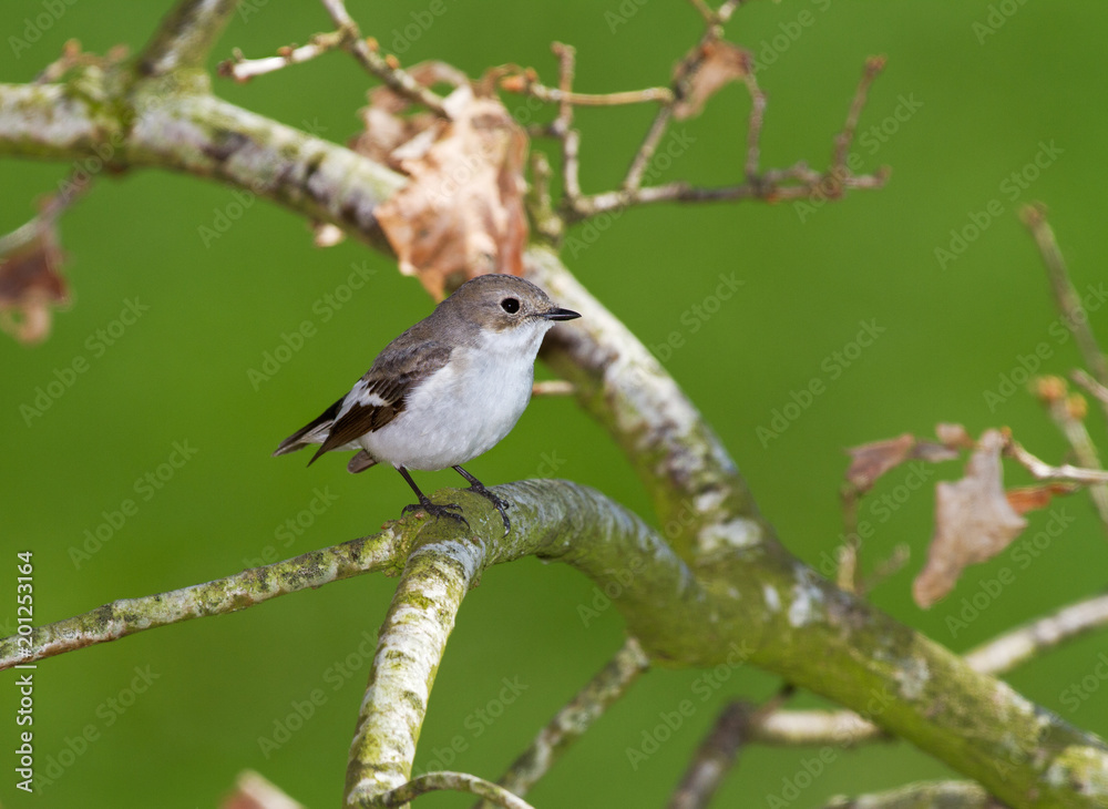 Male European pied flycatcher in early spring Male European pied flycatcher in early spring