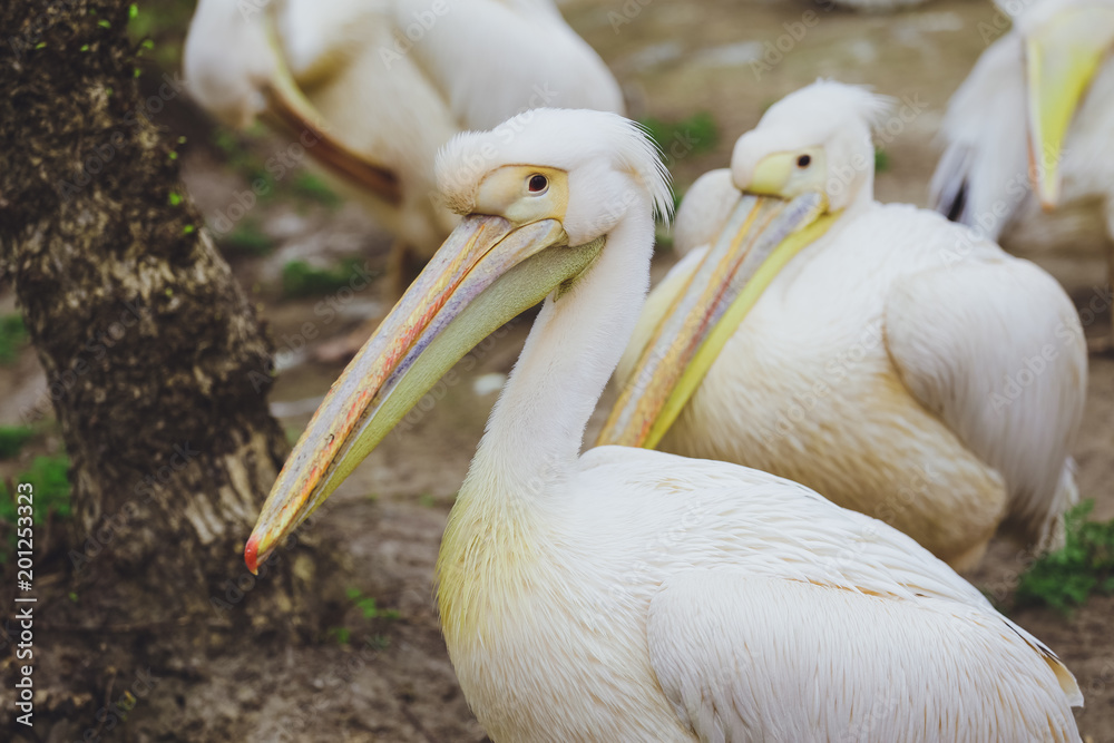 Two Pelican Birds Two Pelican Birds