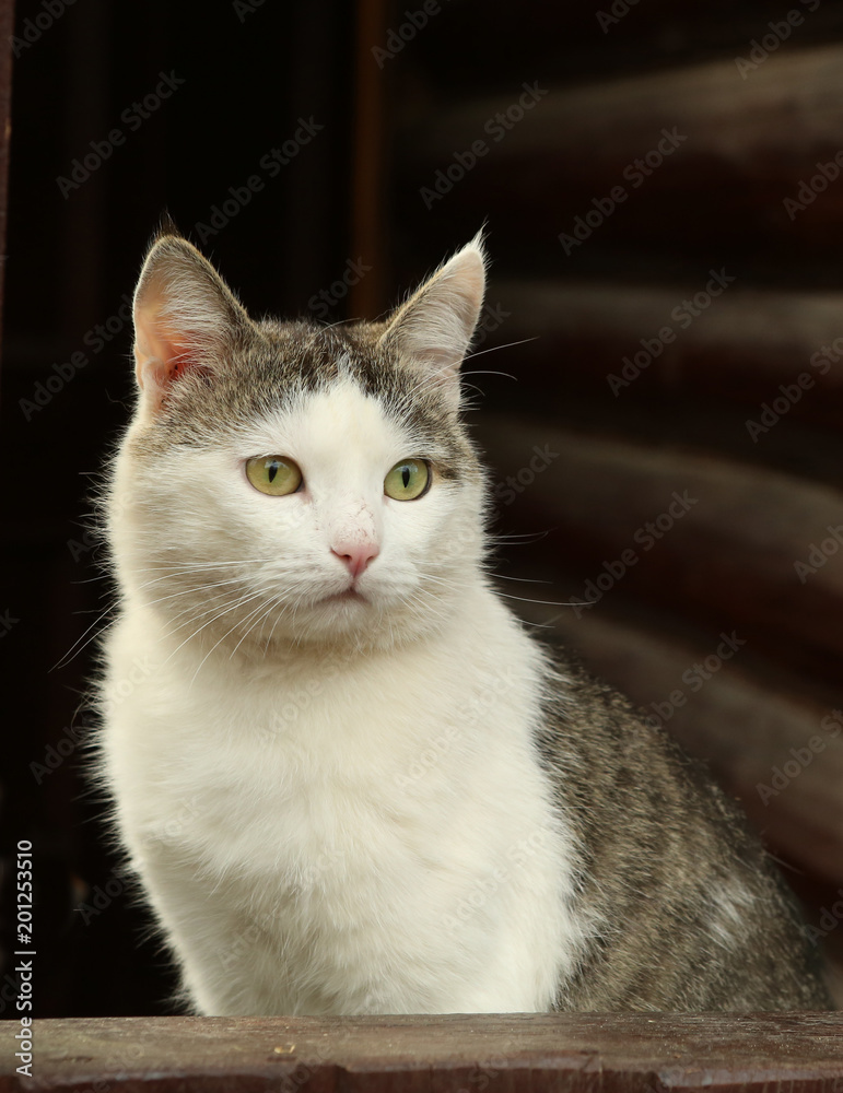 tom country male cat on wooden log house porch close up summer photo