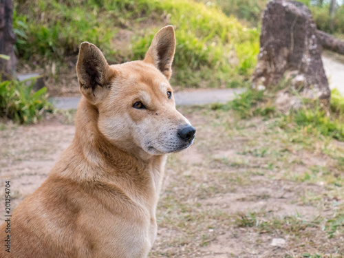 Stray homeless dogs with Brown color, Living on the roadside, No home, no food.