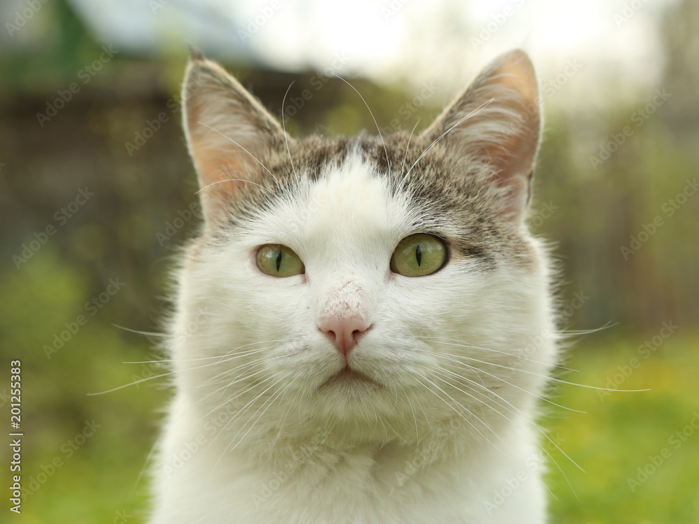 tom mail cat close up hunting portrait on green summer garden background