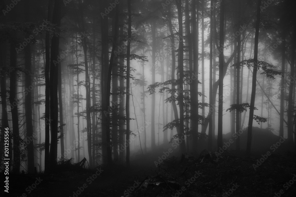 Mist in the woods during autumn. Slovakia Mist in the woods during autumn. Slovakia
