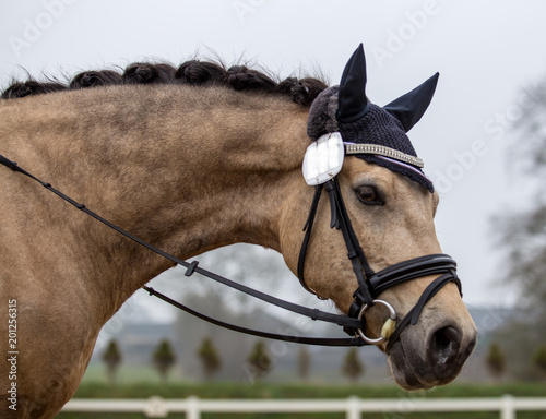 Portrait of a sports stallion. Riding on a horse. Thoroughbred horse. © Kunz Husum