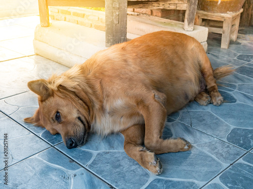 Brown dog, Looks very fat, Lying down on the ground.