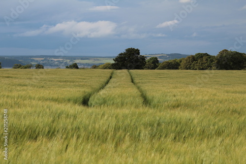 tracks in a field