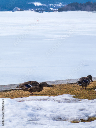 Kaczki na brzegu zmarzniętego jeziora Storsjön w Östersund