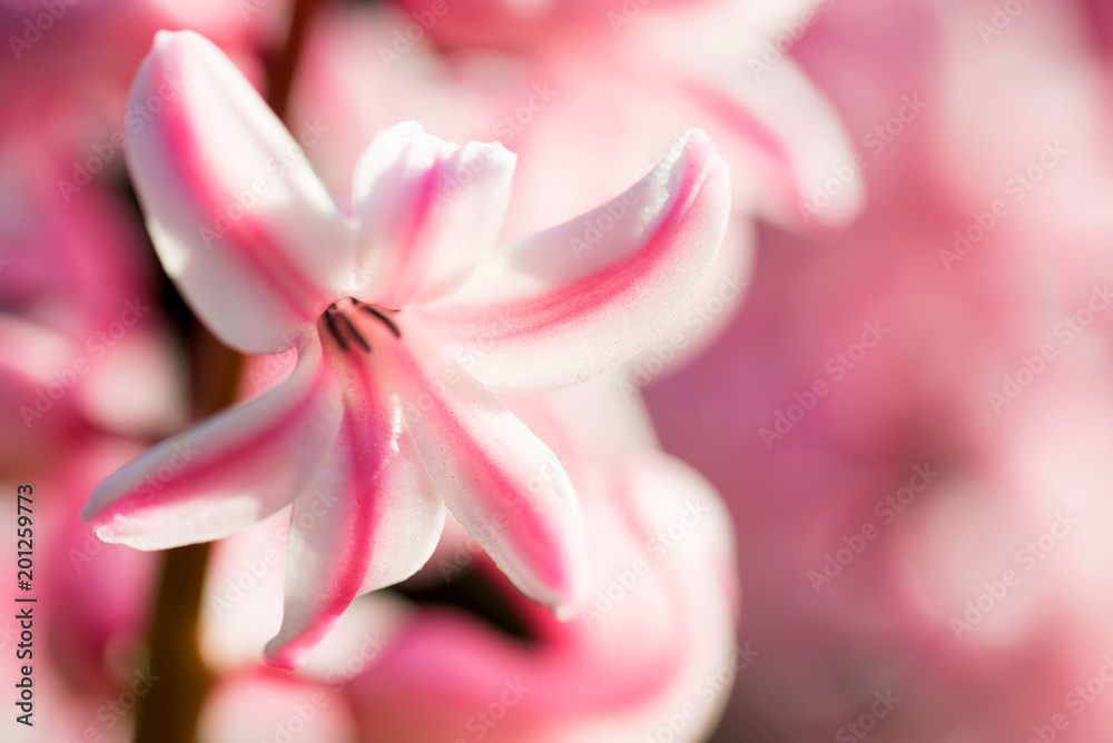 Beautiful pink Hyacinth flower close