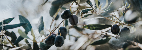 Fotografia panorama olive branch, olive tree, olives on the tree
