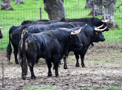 toros en el campo español