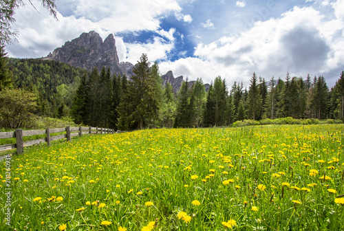Landscape with field of dandelions and mountains