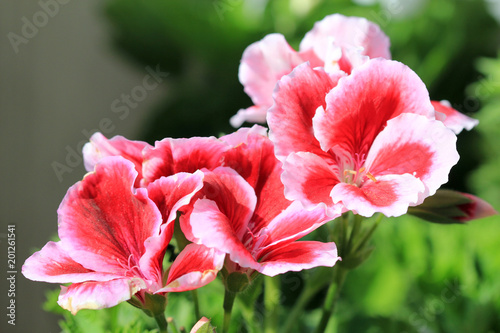 Fototapeta Naklejka Na Ścianę i Meble -  Цветы Pelargonium grandiflorum крупным планом