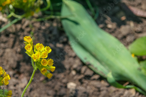 A blooming yellow flower photo