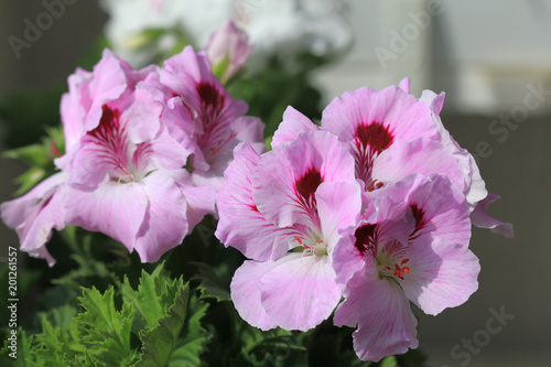 Fototapeta Naklejka Na Ścianę i Meble -  Цветы Pelargonium grandiflorum крупным планом