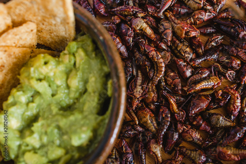 Photography Chapulines, grasshoppers and guacamole snack traditional Mexican cuisine from Oa
