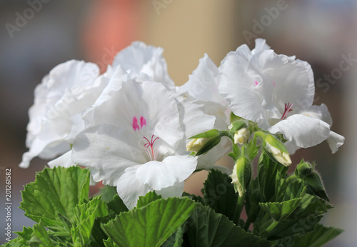 Fototapeta Naklejka Na Ścianę i Meble -  Цветы Pelargonium grandiflorum крупным планом