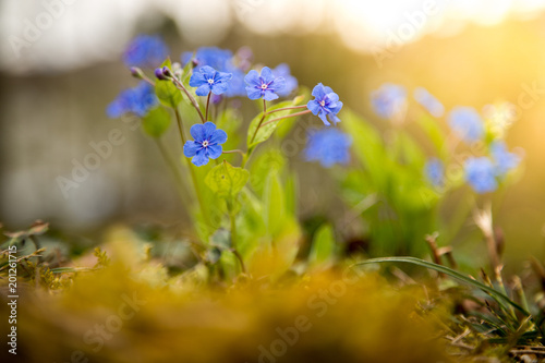 Blumenwiese im Frühling, blaue Vergissmeinnicht