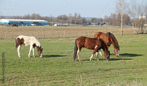 group of three horses pasturing on the meadow © mysikrysa