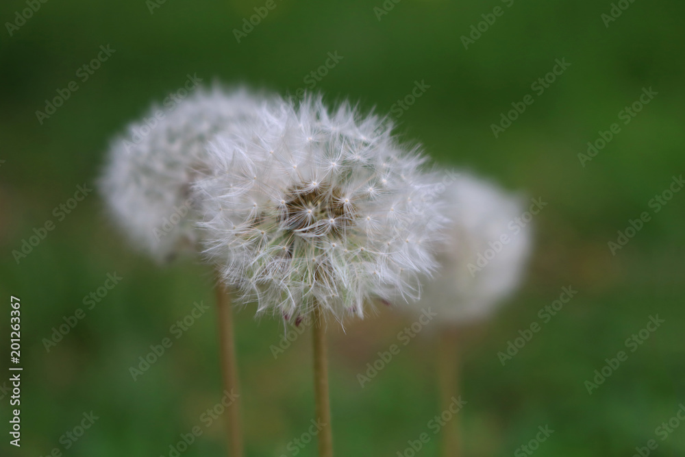 Fototapeta premium Glowing sunny spring day, Wind Blowing Dandelion seeds