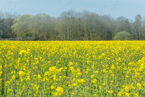 Field of blooming Canola, colza © Catherine Jean