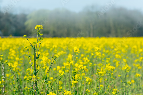 Field of blooming Canola, raps, colza