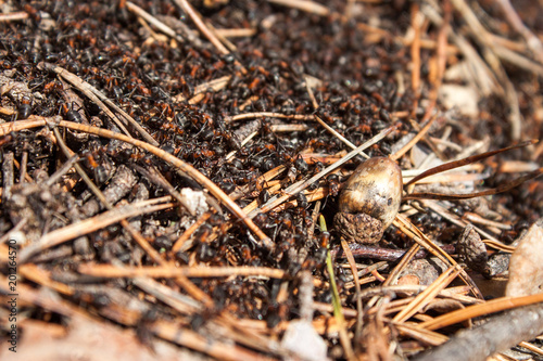 Ants working in the anthill