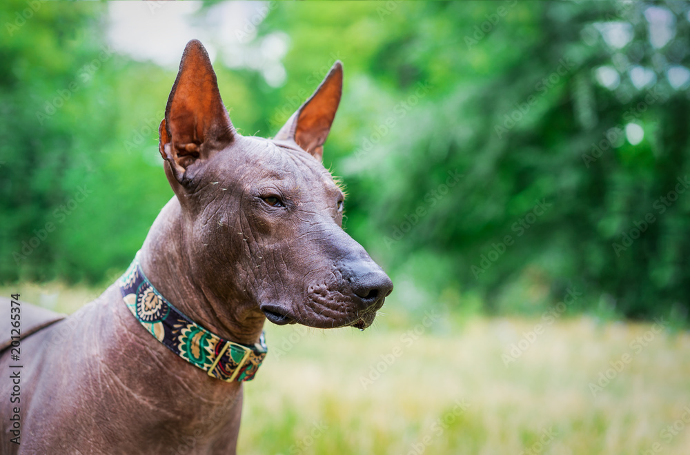 portrait of one mexican hairless dog of xoloitzcuintli (xolo)  breed in a collar,outdoors on summer sunny day