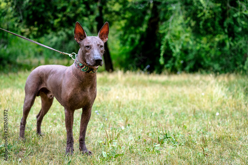 Close up portrait One Mexican hairless dog (xoloitzcuintle, Xolo) in full growth in a collar, walking in the park on a background of green grass and trees