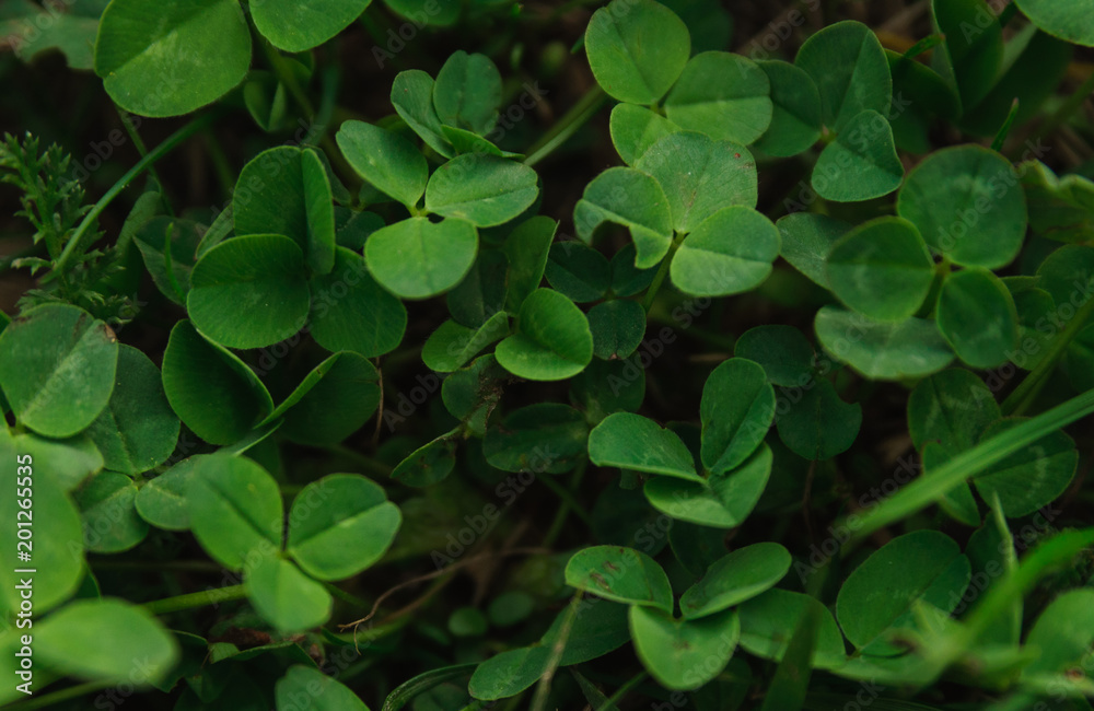 Green clover leaves Green clover leaves