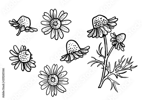 Chamomile illustration, drawing, engraving, ink, line art, vector