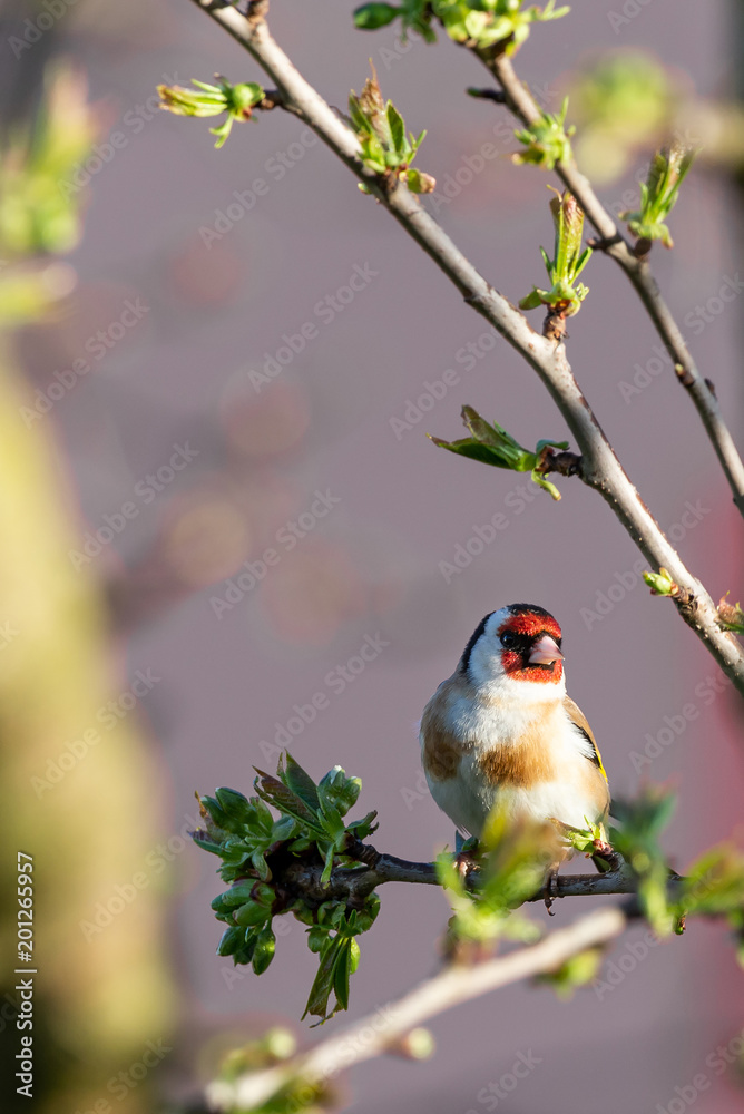 Single male goldfinch perched on spring tree branch Single male goldfinch perched on spring tree branch