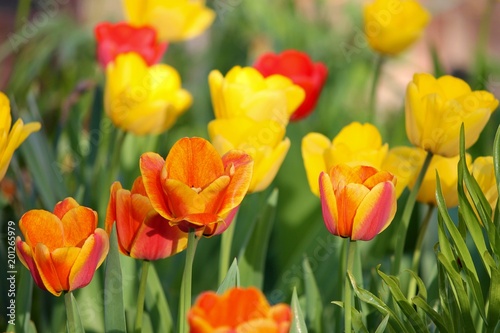 bunte Tulpen im Garten