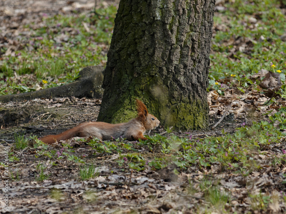 A small red squirrel lies on the ground near a tree A small red squirrel lies on the ground near a tree