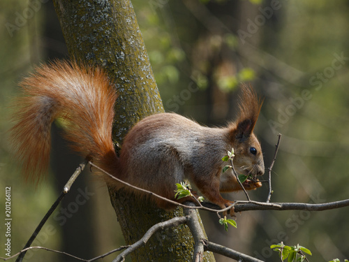 Red squirell on the tree branch eating nut