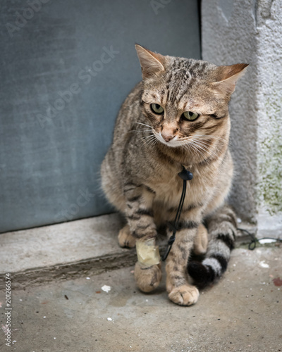 Poor looking injured cat sitting in front of a door